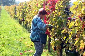 vino